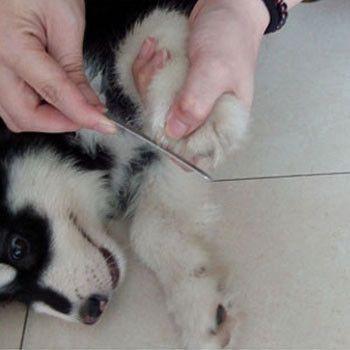 Professional Pet Nail Clipper with 1 Nail File