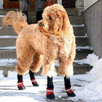 Pet Boots - Protect Your Best Friend No Matter The Season!